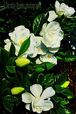 grow-gardenia-470x705.jpg