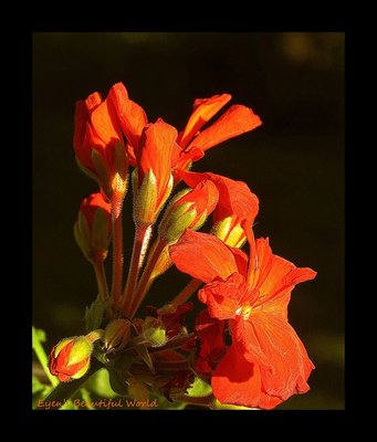 IMG_3143 - Copy (Copy).JPG