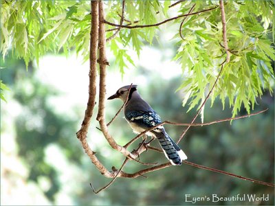 Blue Jay.jpg