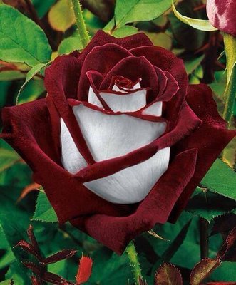 Osiria Rose, United Kingdom.jpg