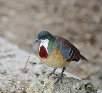 mindanao bleeding heart dove.jpg