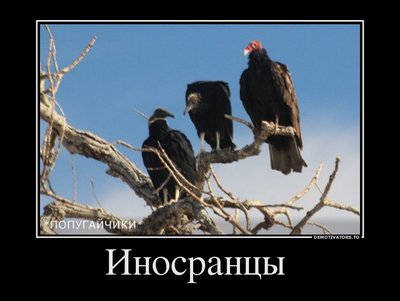 559906_inosrantsyi-_demotivators_ru.jpg