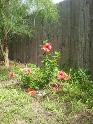 2013-05-26 16.37.51.jpg