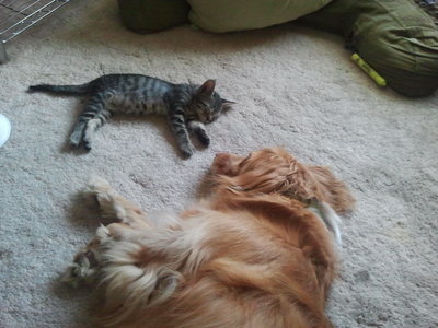 Сеня и Сиротка.jpg