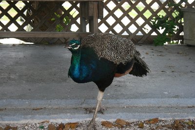 IMG_3095.JPG