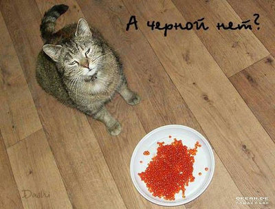 getImageCAL093PS.jpg