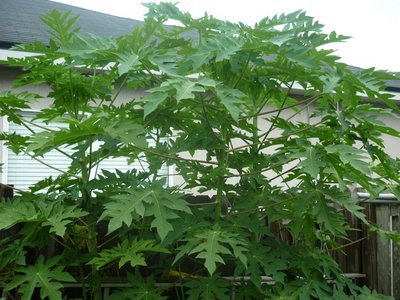 SEptember 2013 010.JPG