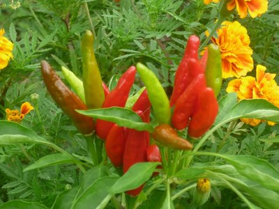 SEptember 2013 007.JPG