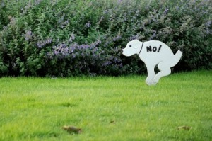 keeping_dogs_from_pooping_on_grass_s6.jpg