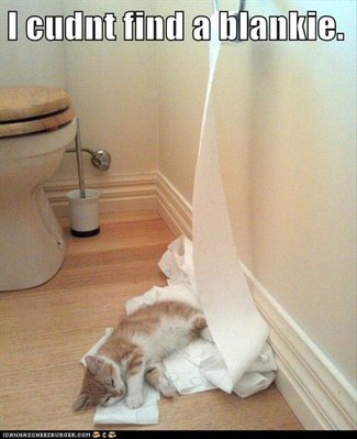 funny-cats-toilet-paper.jpg