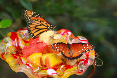 bronxzoo 117f.jpg