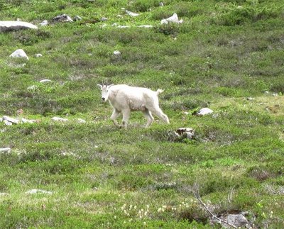 goat.JPG