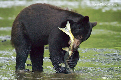 blackbearfish.jpg
