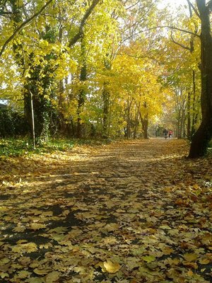 fall.jpg