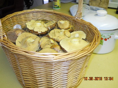 Маслята.jpg