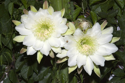 cacti_2941.jpg