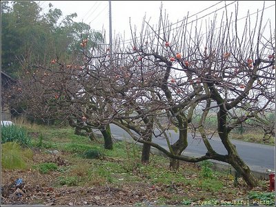 Kaki.Maruta.2Dec - Copy.jpg