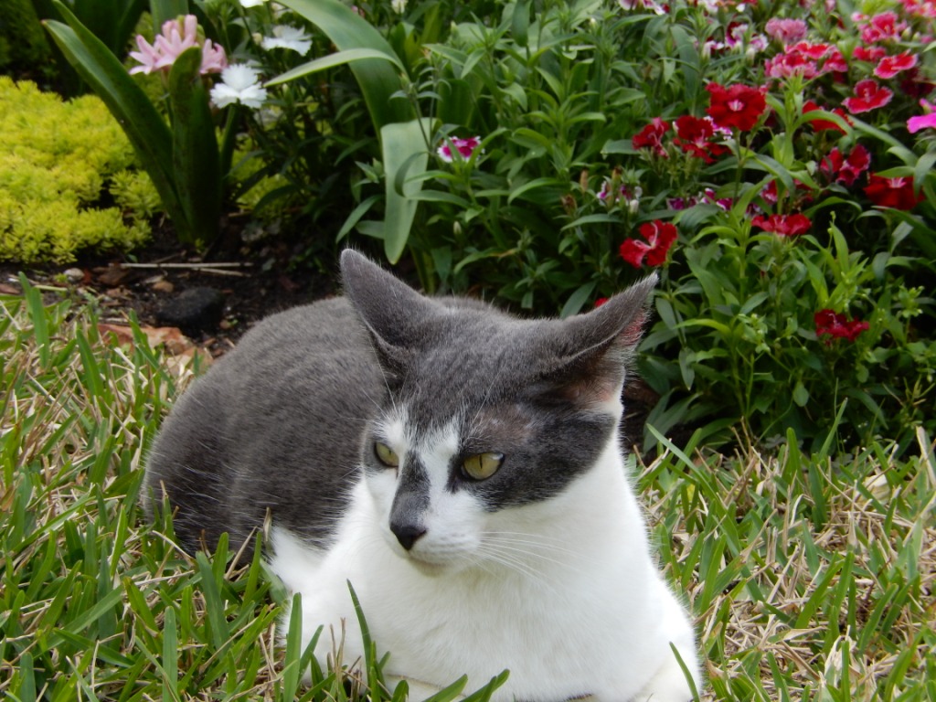 ZEN cat.jpg