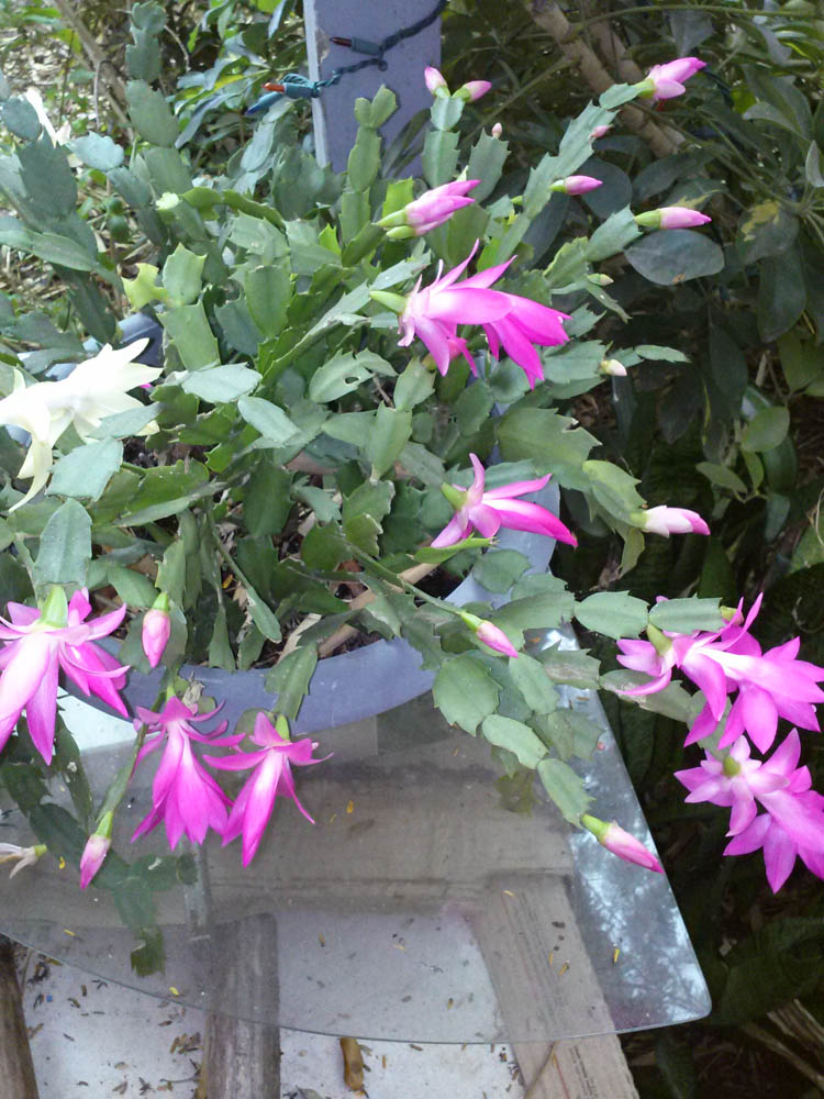 CAM00530.jpg