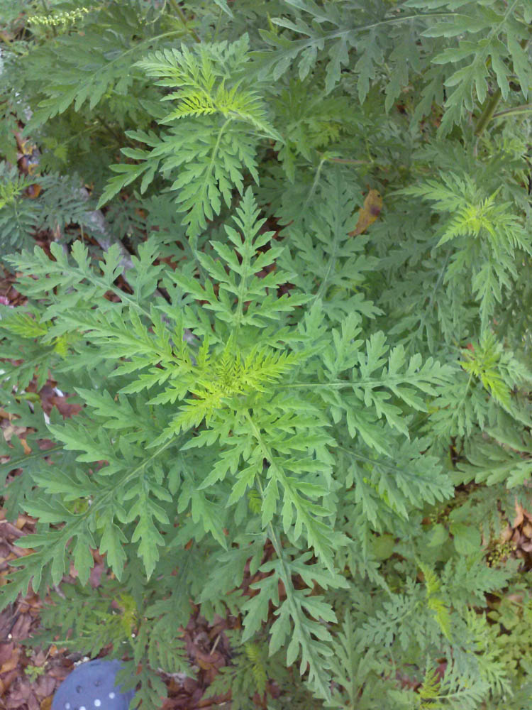 CAM00529.jpg