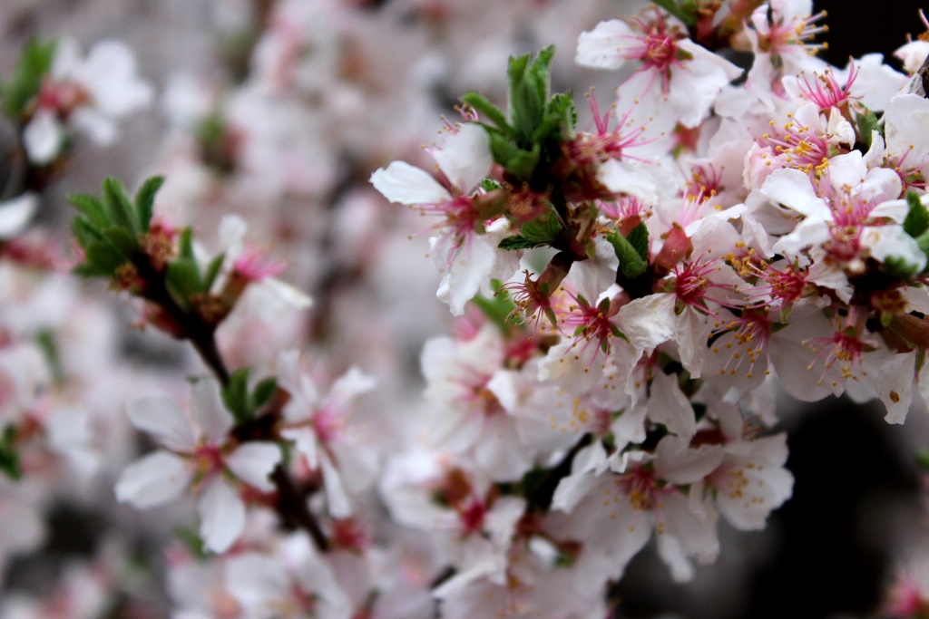 IMG_4206 - Copy.JPG