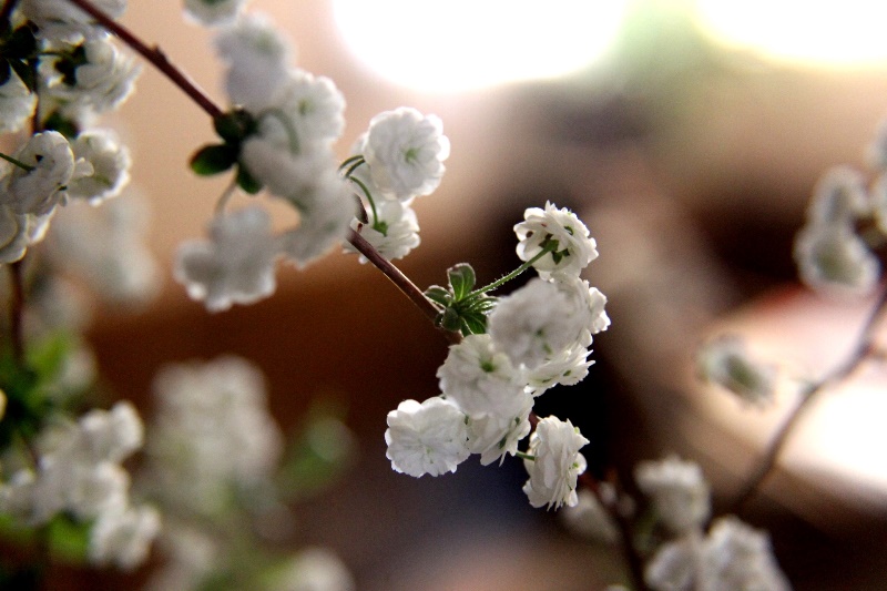IMG_4317 - Copy.JPG