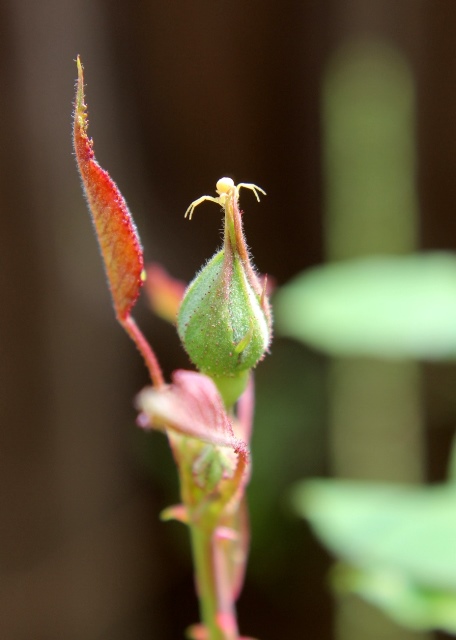 IMG_5275.JPG