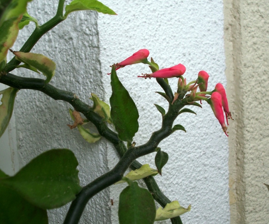 for forum-1.JPG