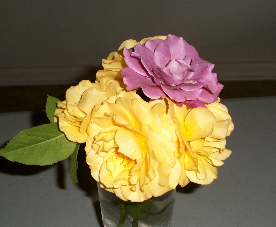 rose.JPG