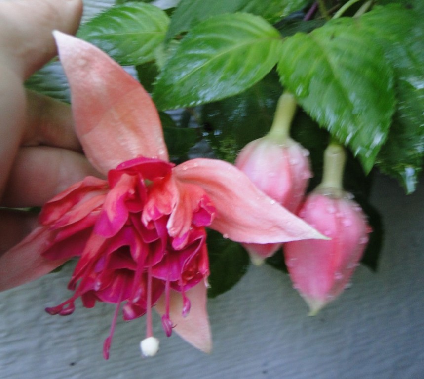 image (73).jpg