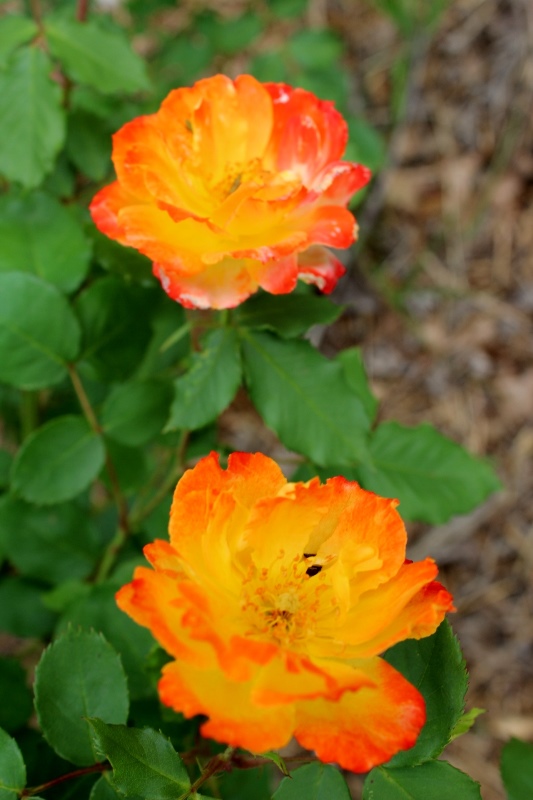 IMG_6504 - Copy.JPG