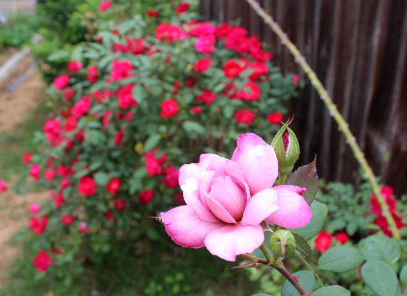 IMG_6513 - Copy.JPG