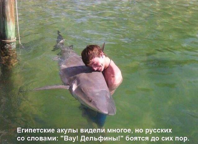 shark.jpg