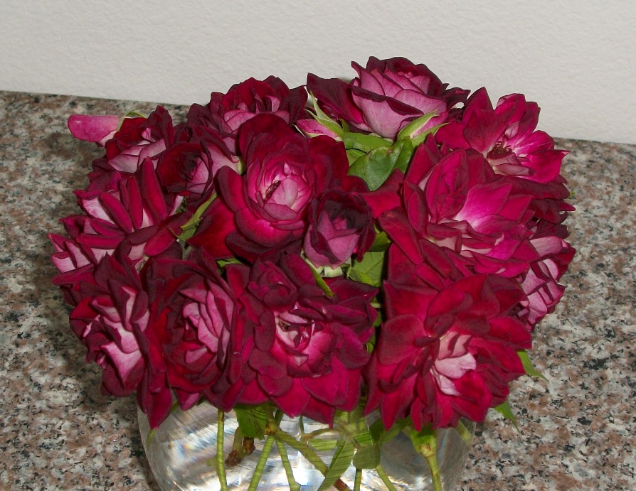 rose-t.JPG