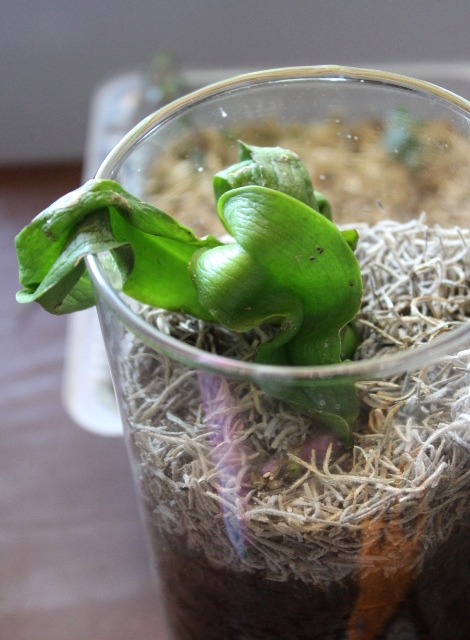 IMG_8885.JPG