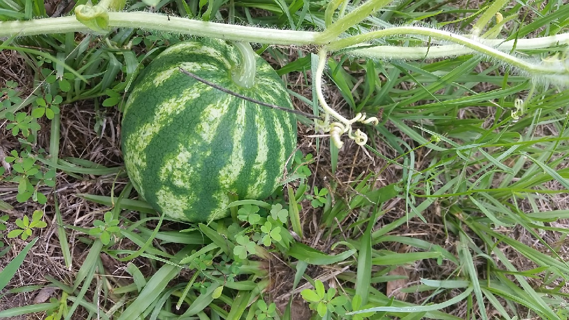 20150606_175431.jpg