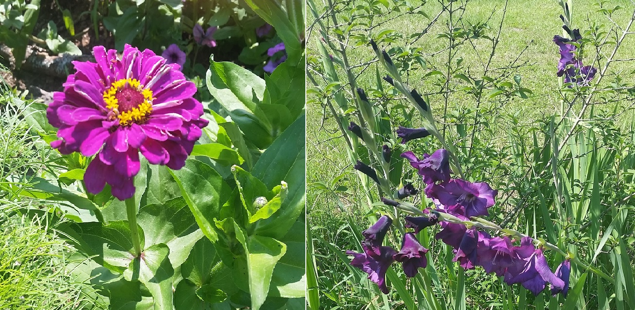 purples.jpg