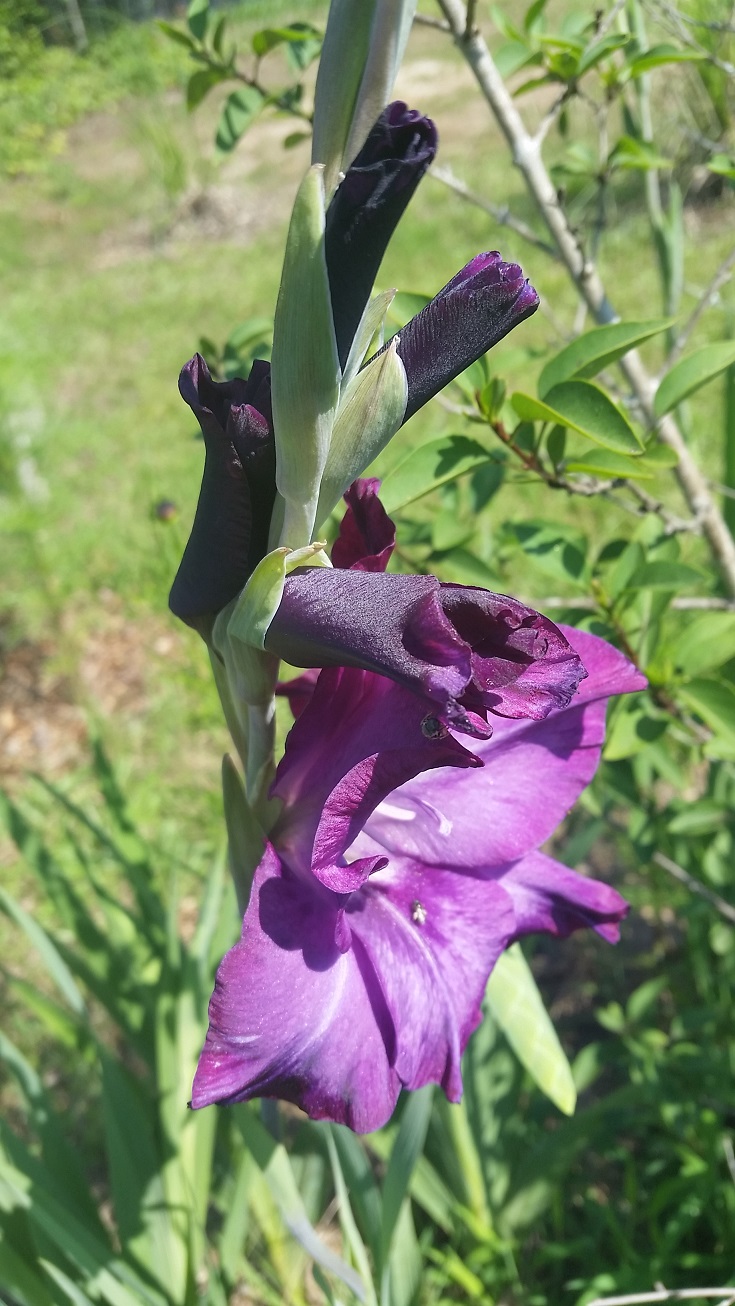 20150606_110559.jpg