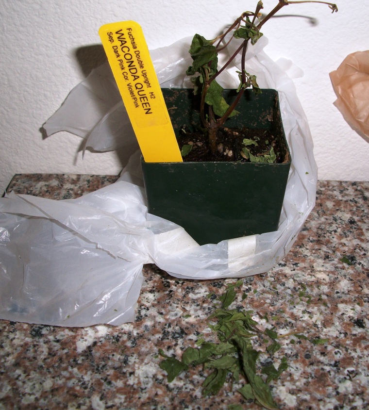fuchsia wac.JPG