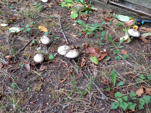 Грибы.JPG