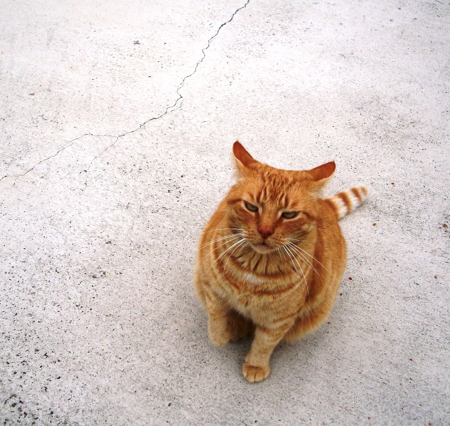 w tail.JPG