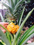 Ананас 1, 2015.jpg