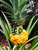 Ананас 2, 2015.jpg