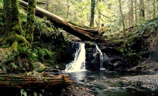 медведи 1.jpg