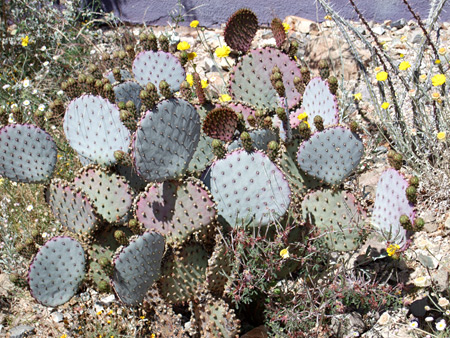 opuntia-santa-rita1.jpg