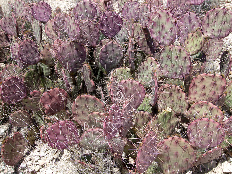opuntia-macrocentra.jpg