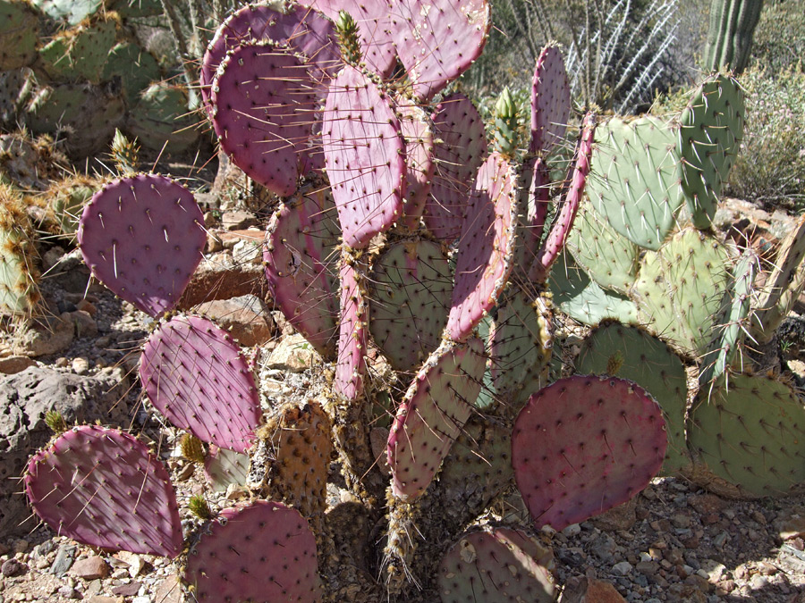 opuntia-gosseliniana1.jpg