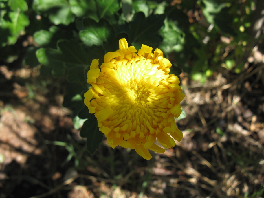 IMG_1423.JPG