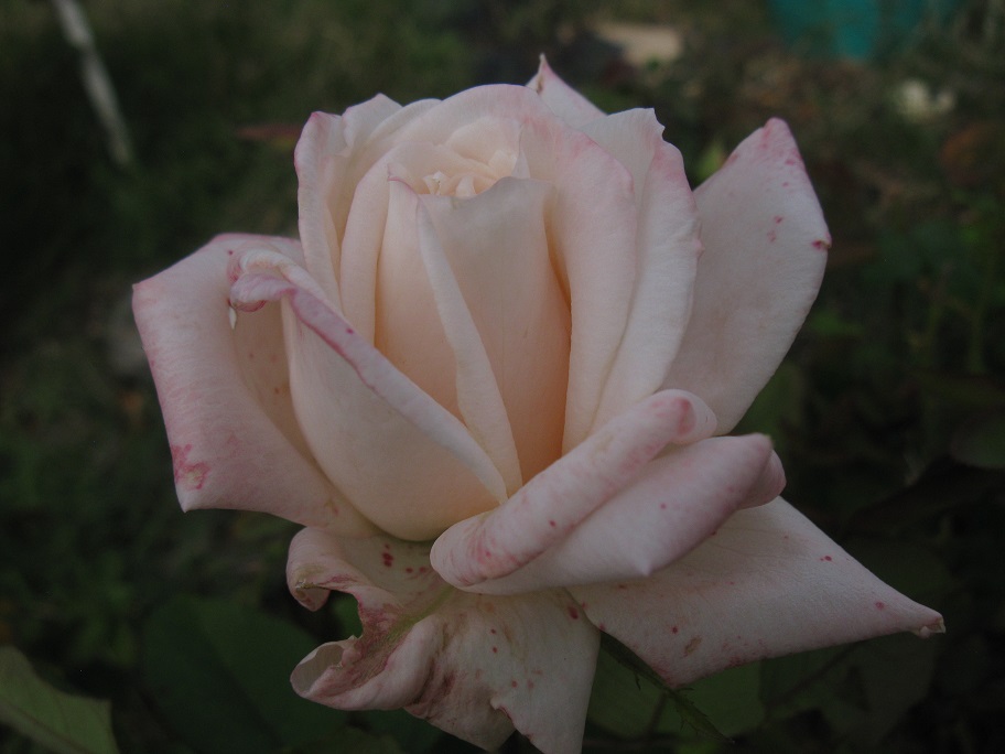 IMG_1614.JPG