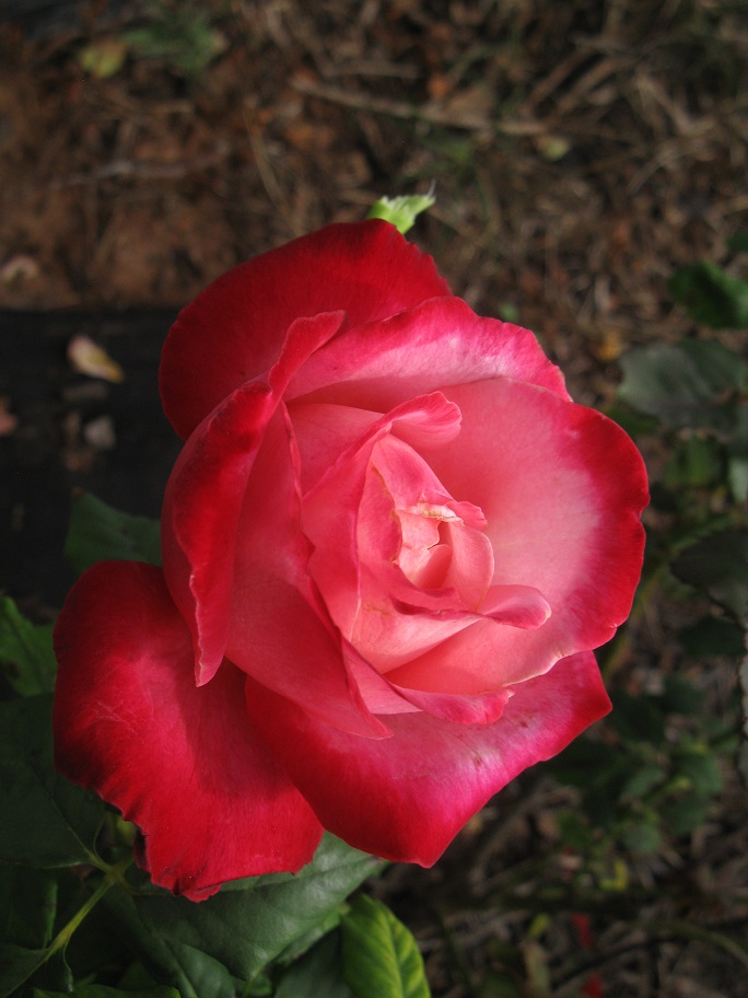 IMG_1616.JPG